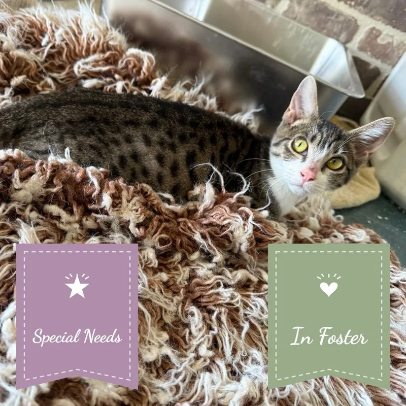 Adeline FIP thumbnail 2