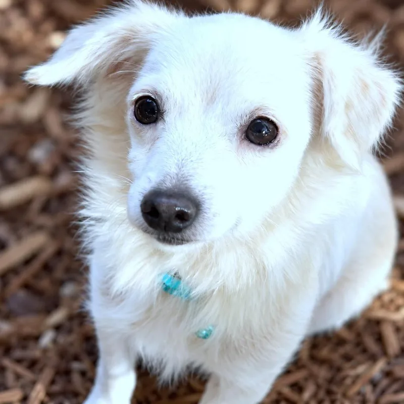 An adult small-sized female White / Cream Chihuahua dog named Doris for adoption in Boerne, TX