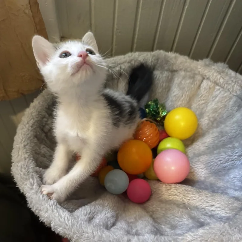 A baby small-sized female White Domestic Short Hair cat named Penny for adoption in San Pedro, CA