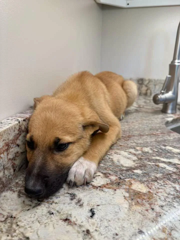 A young medium-sized male German Shepherd Dog dog named Hotdoggy for adoption in Guntersville, AL