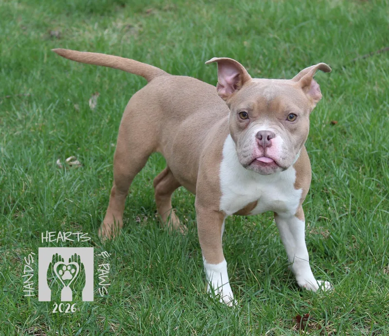 Miss Piggy thumbnail 2