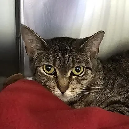 An adult small-sized female Domestic Short Hair cat named Louise for adoption in Scotia, NY
