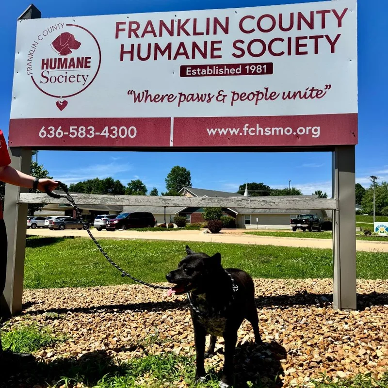 A senior large-sized female Black Mixed Breed dog named Luna Bear K for adoption in Union, MO