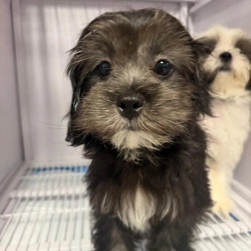 A baby small-sized male Shih Tzu dog named Sleepy for adoption in Baton Rouge, LA
