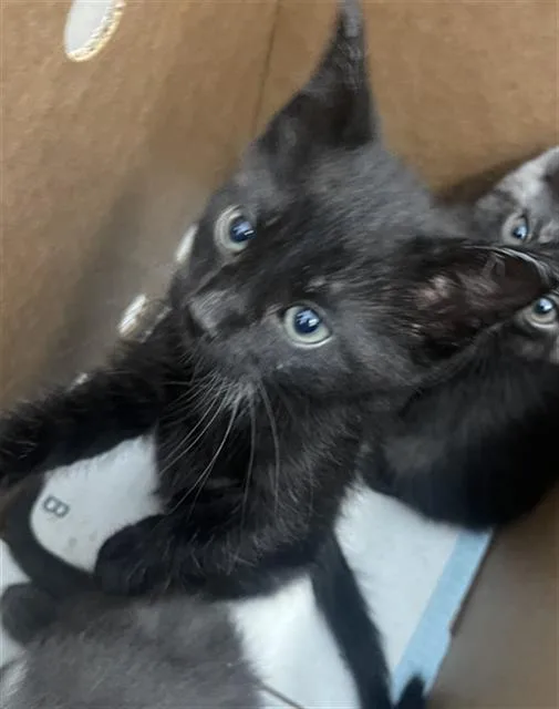 A baby medium-sized male Domestic Short Hair cat named Noodle for adoption in Dallas, TX