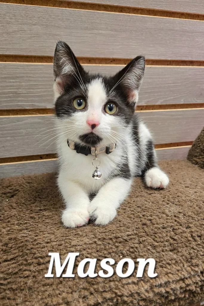 A baby small-sized male Domestic Short Hair cat named Mason for adoption in Sidney, OH