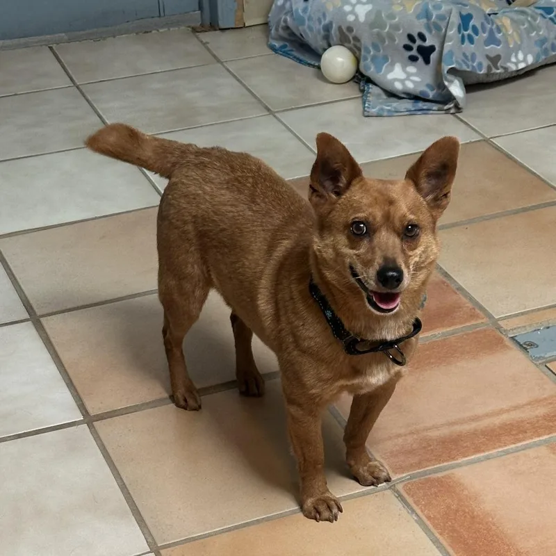 A young small-sized male Red / Chestnut / Orange Cardigan Welsh Corgi dog named Benito for adoption in Tucson, AZ