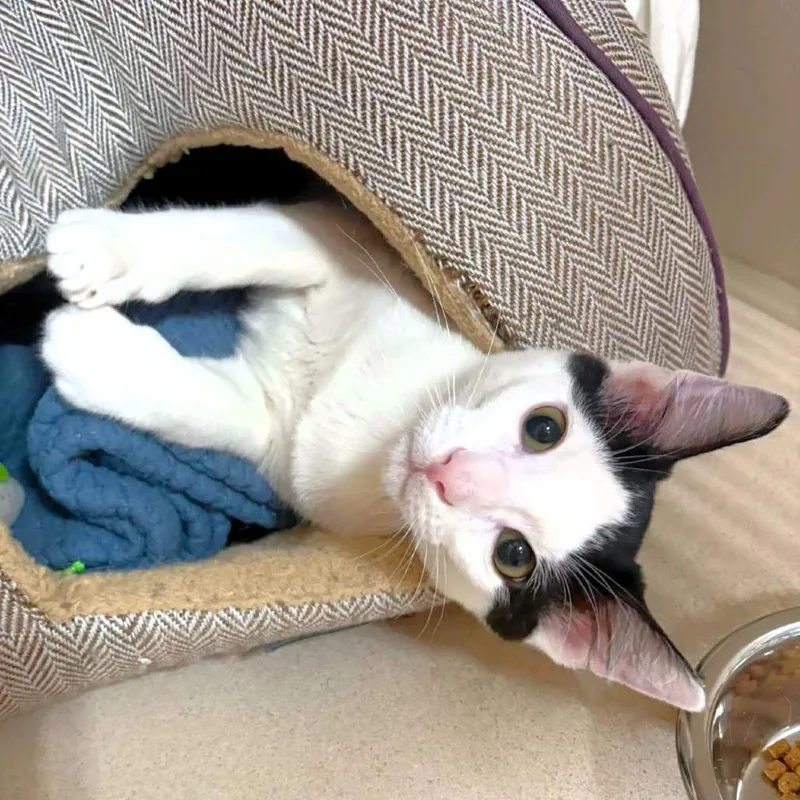 A baby medium-sized male White Domestic Short Hair cat named Dabbs for adoption in Michigan City, IN