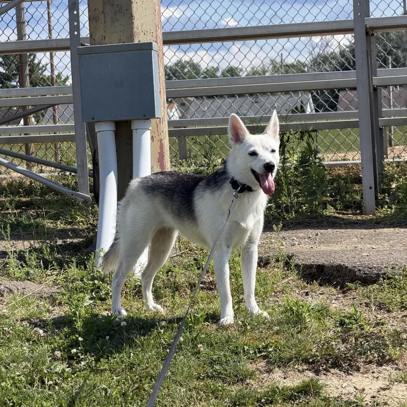 A young small-sized female White / Cream Pomeranian dog named Juniper for adoption in Avon, OH