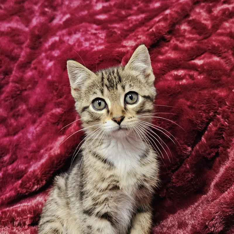 A baby medium-sized male Tabby (Buff / Tan / Fawn) Domestic Short Hair cat named Woody for adoption in Searcy, AR