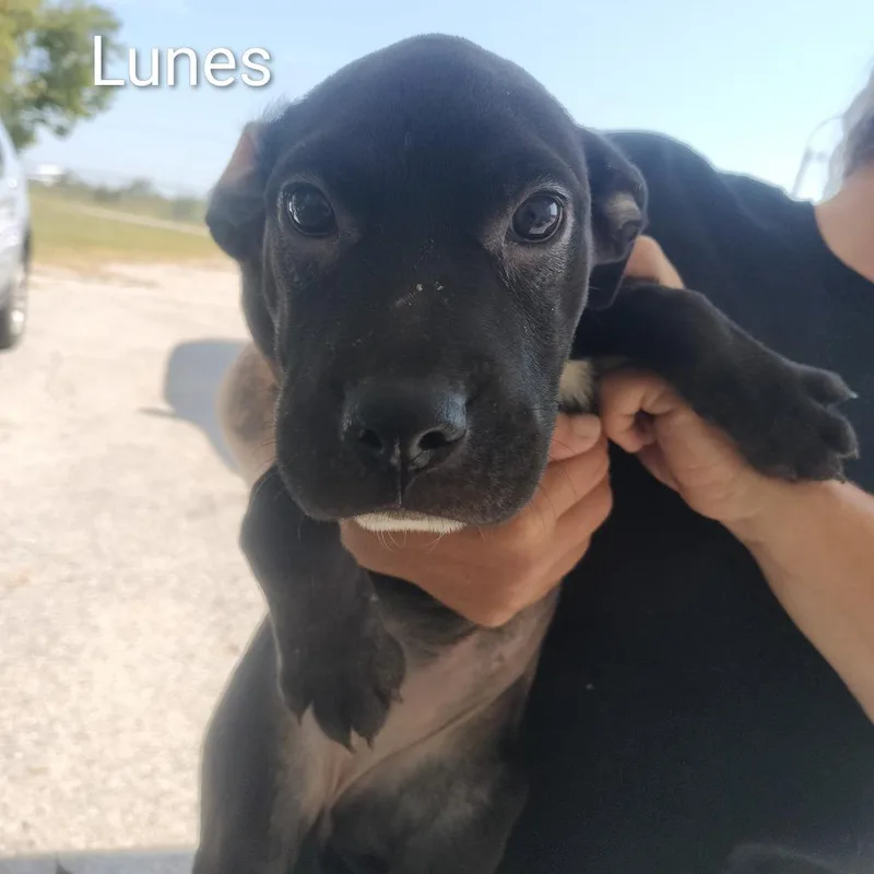 A baby small-sized female Black Mixed Breed dog named Lunes for adoption in Brooksville, KY