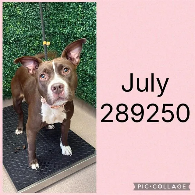 A young medium-sized female Pit Bull Terrier dog named July for adoption in Macon, GA