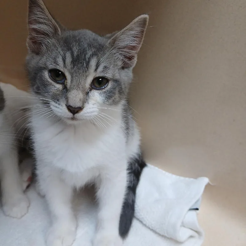 A baby small-sized male White Domestic Short Hair cat named Jayne for adoption in Blue Ridge, GA
