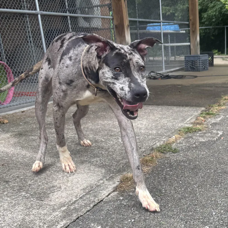 A young large-sized female Merle (Blue) Great Dane dog named Dottie for adoption in Waynesburg, PA