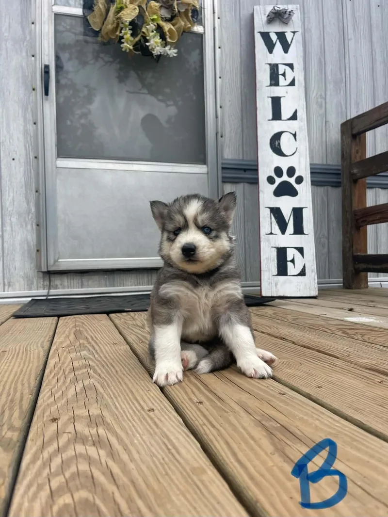 A baby medium-sized male Gray / Blue / Silver Husky dog named Frankenstein "Frankie" for adoption in Partlow, VA
