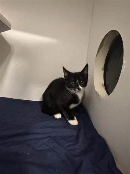 A baby small-sized female Domestic Short Hair cat named Claire for adoption in West Chester, PA