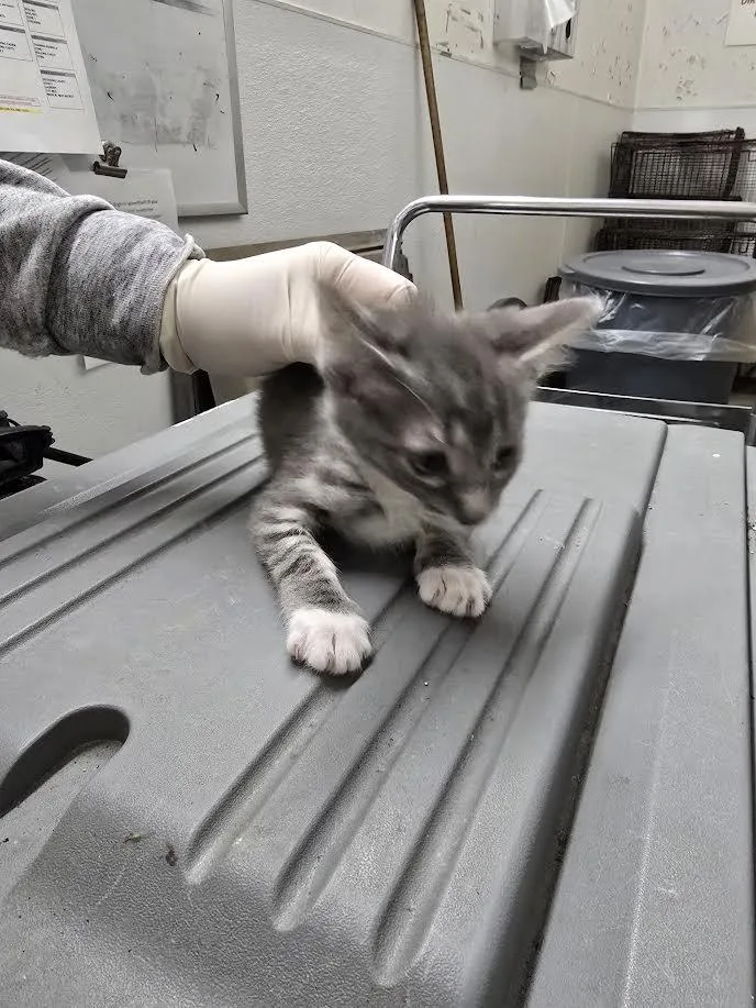 A baby small-sized female Domestic Short Hair cat named Nancy for adoption in Los Angeles, CA