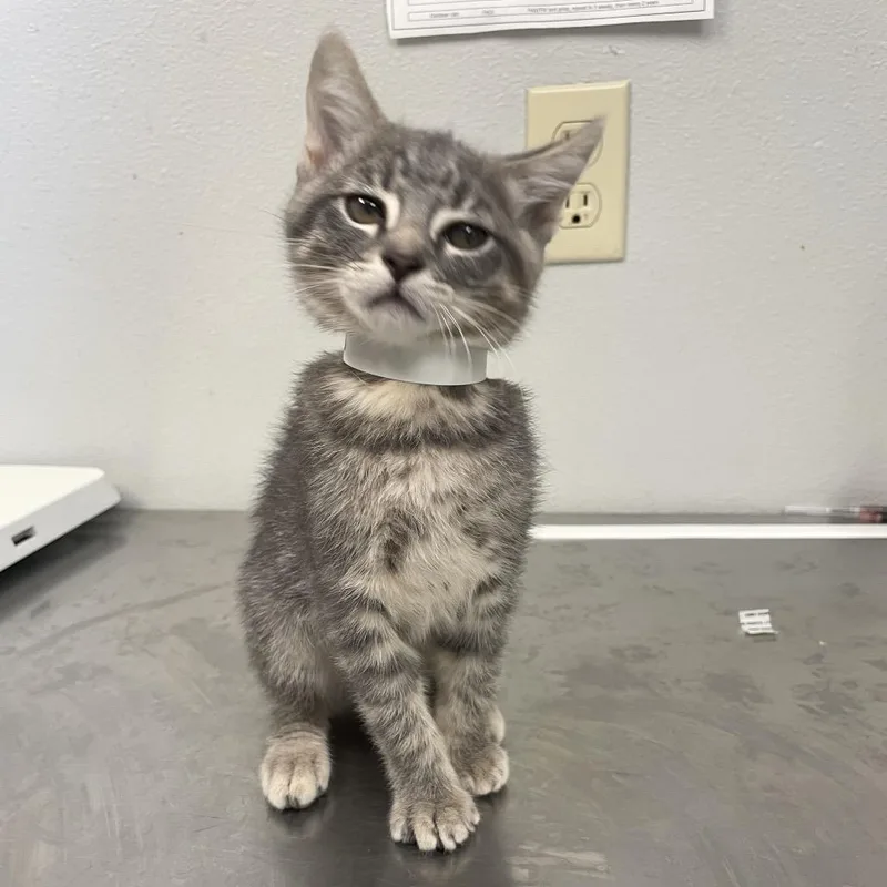 A baby small-sized female Gray / Blue / Silver Domestic Short Hair cat named Ciara for adoption in San Jacinto, CA
