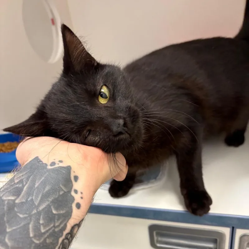 A young medium-sized male Black Domestic Short Hair cat named Isaiah for adoption in Nashville, TN