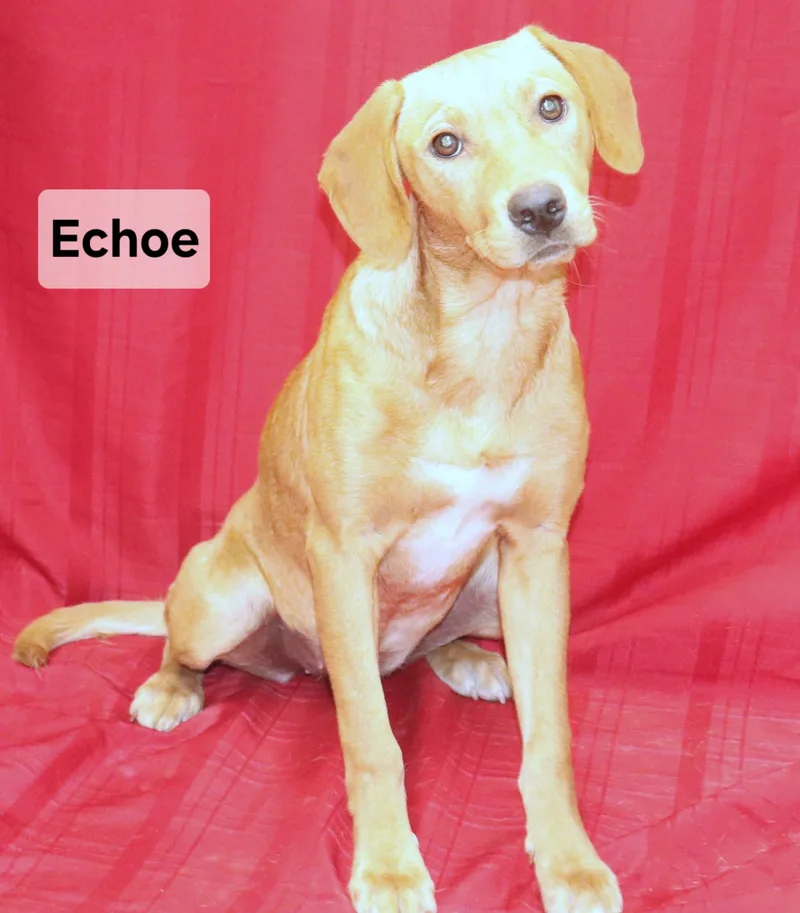 A young medium-sized female Yellow Labrador Retriever dog named Echo for adoption in Manchester, CT