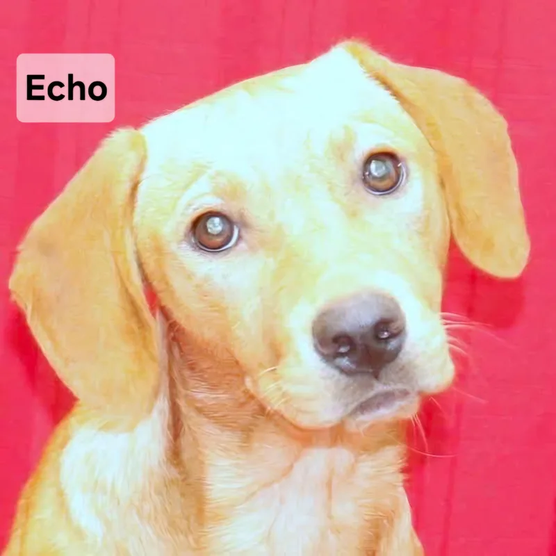 Echo thumbnail 2