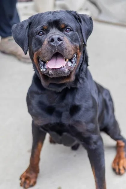 An adult extra large-sized male Mixed Breed dog named Hades for adoption in Chamblee, GA