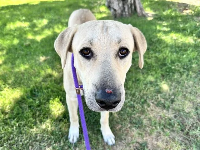 An adult medium-sized male Labrador Retriever dog named Friday for adoption in Albuquerque, NM