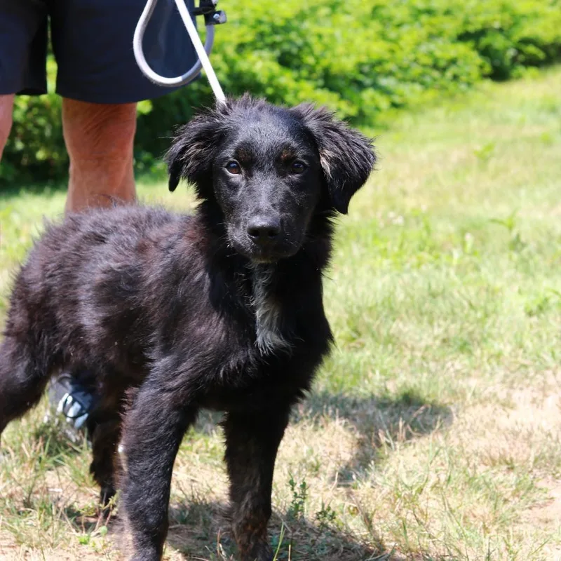 A baby medium-sized male Black Australian Shepherd dog named CT Joe for adoption in Stormville, NY