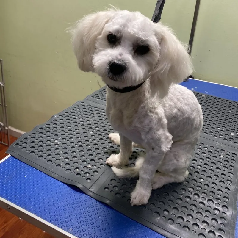 An adult small-sized male White / Cream Standard Poodle dog named Willie for adoption in San Francisco, CA