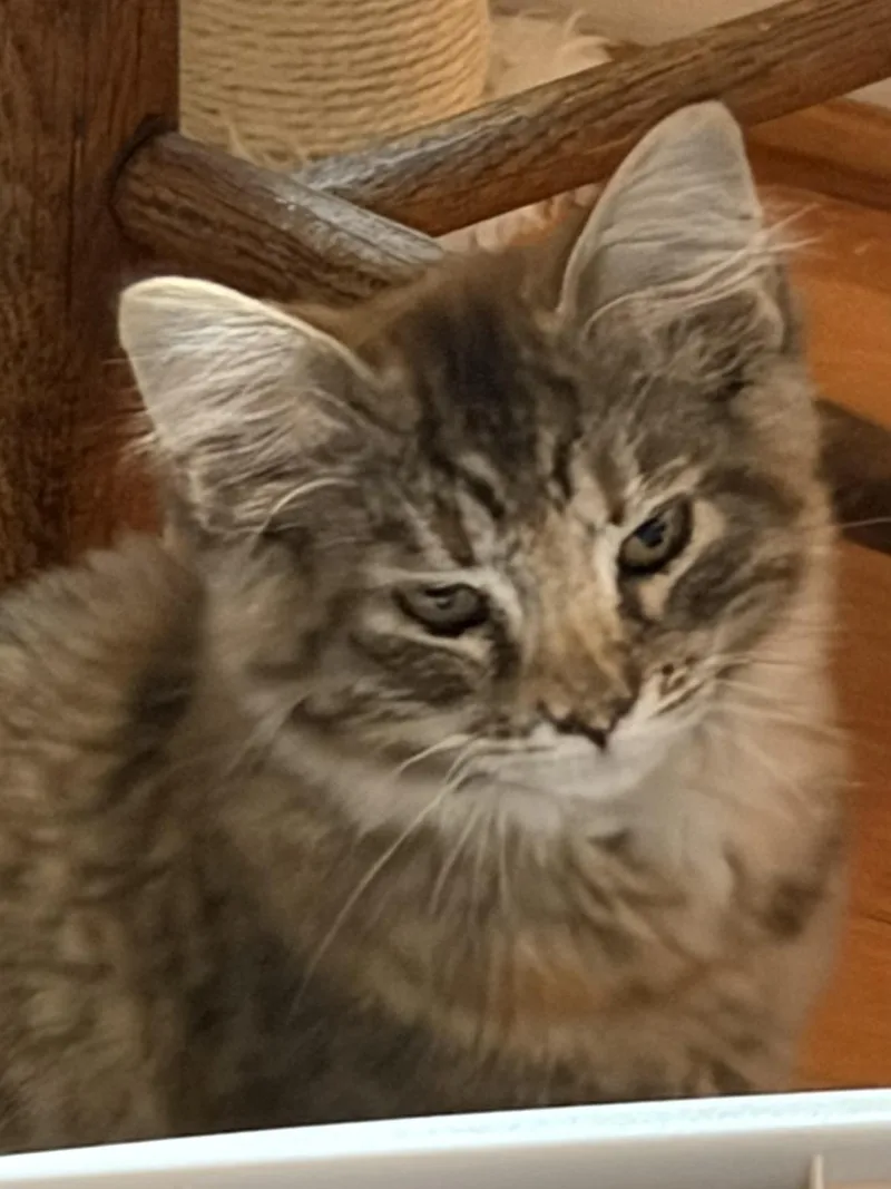 A baby medium-sized female Tabby (Brown / Chocolate) Domestic Medium Hair cat named May and Tilly for adoption in Winchester, VA