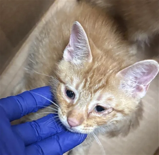 A baby medium-sized male Domestic Short Hair cat named Steve for adoption in Dallas, TX
