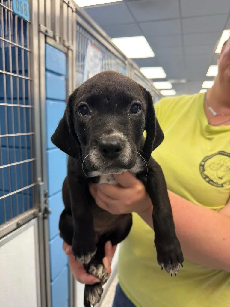 A baby medium-sized female Labrador Retriever dog named Rhonda for adoption in Hartsville, SC