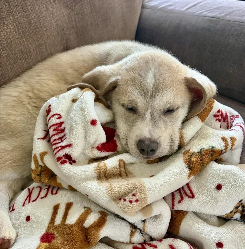 A baby large-sized male Golden Retriever dog named Og for adoption in Greenlawn, NY