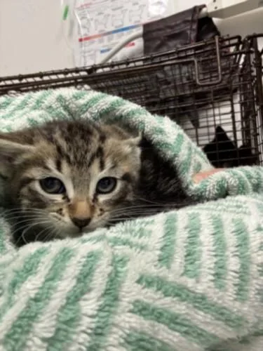 A baby small-sized male Domestic Short Hair cat named Jacob for adoption in Los Angeles, CA