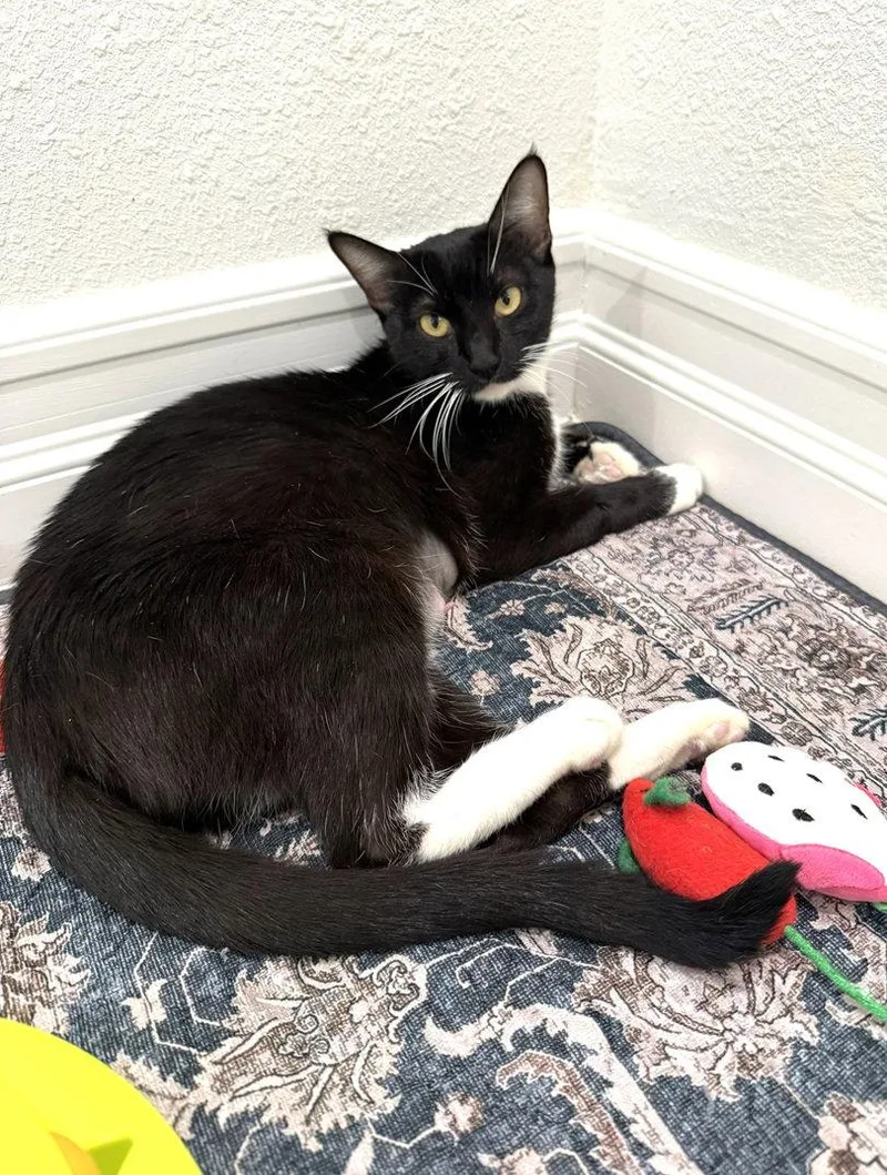 An adult medium-sized female Black & White / Tuxedo Domestic Short Hair cat named Sami for adoption in Seal Beach, CA