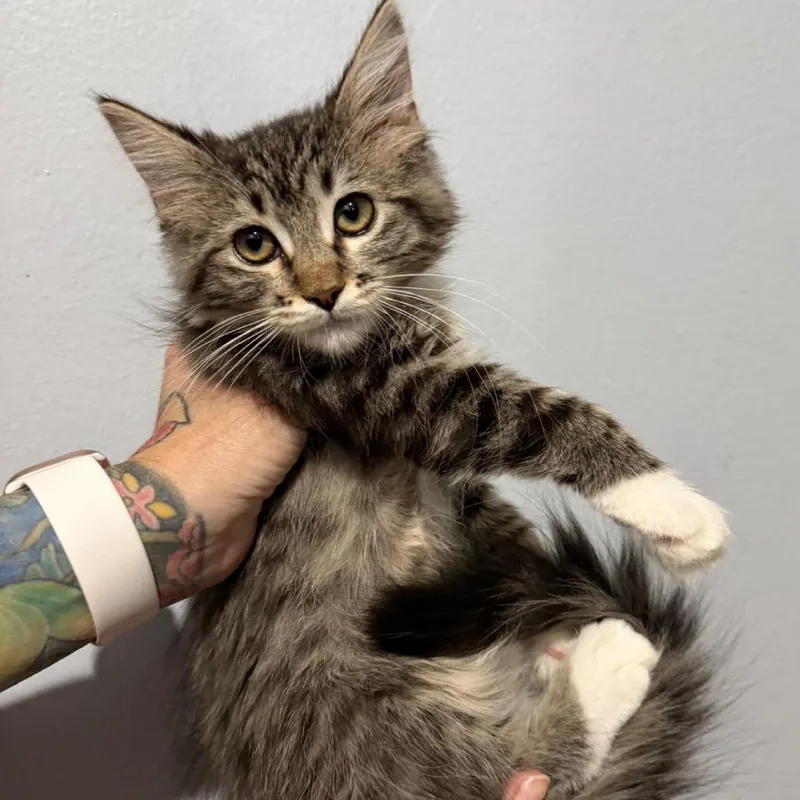 A baby small-sized female Domestic Long Hair cat named Mallory for adoption in Simi Valley, CA