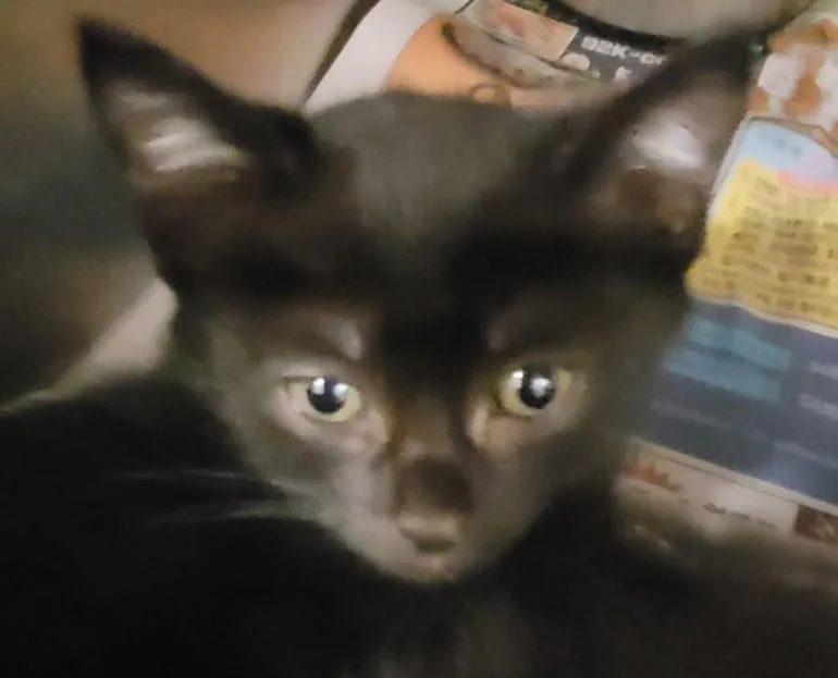 A baby small-sized male Domestic Short Hair cat named Twinkie for adoption in Los Angeles, CA