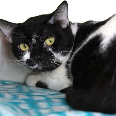 A young small-sized male Black Domestic Short Hair cat named Corey for adoption in Hopkinton, MA