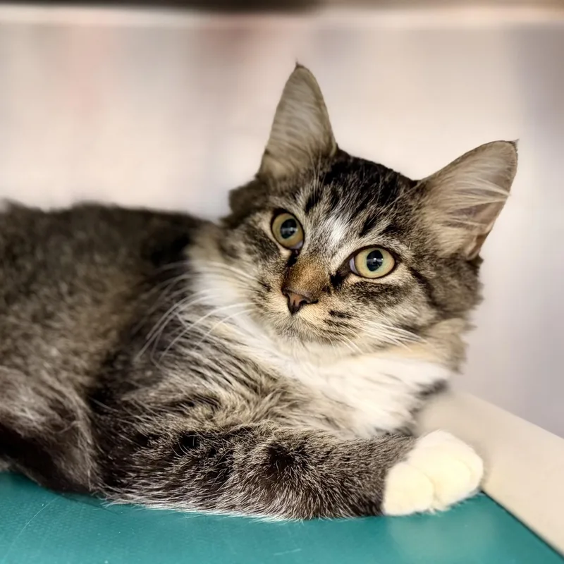 A young medium-sized female Tabby (Brown / Chocolate) Domestic Medium Hair cat named Anette for adoption in Manahawkin, NJ