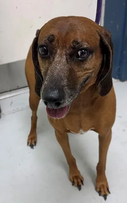 An adult medium-sized female Redbone Coonhound dog named Mina for adoption in Savannah, GA