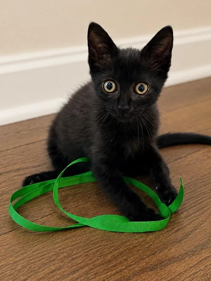 A baby medium-sized male Domestic Short Hair cat named Tom Purry for adoption in San Antonio, TX