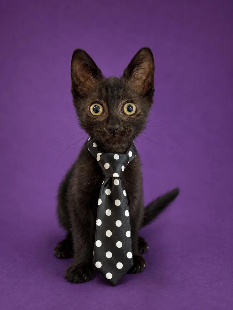 Tom Purry thumbnail 2