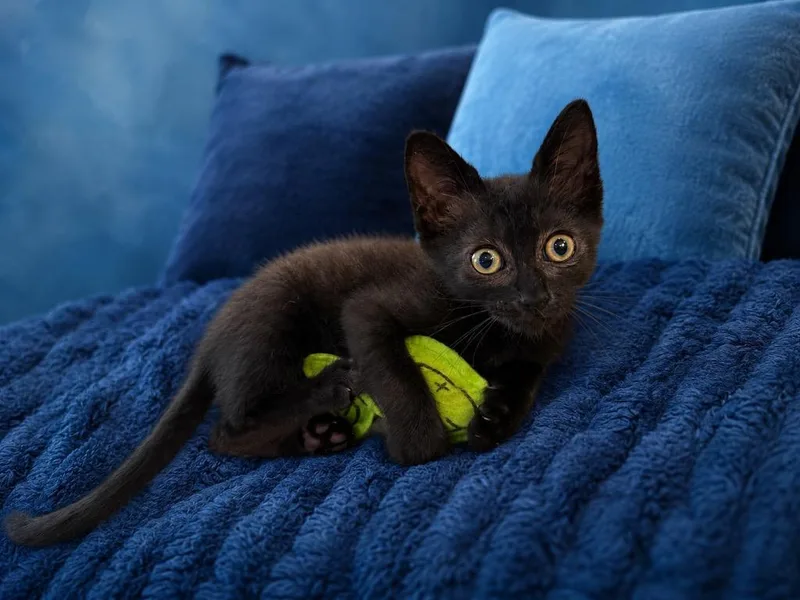 Tom Purry thumbnail 3