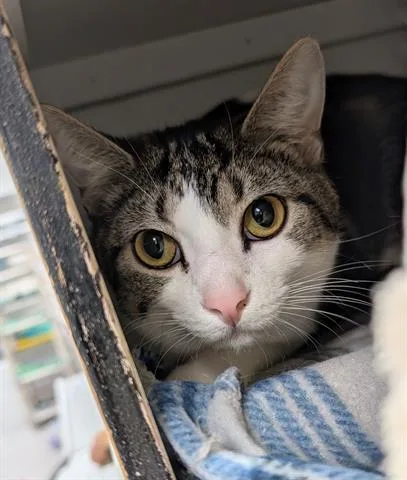 An adult medium-sized male Domestic Short Hair cat named Tigger for adoption in Canfield, OH