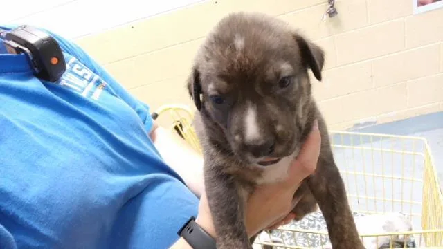 A baby small-sized male Labrador Retriever dog named Green for adoption in Tulsa, OK
