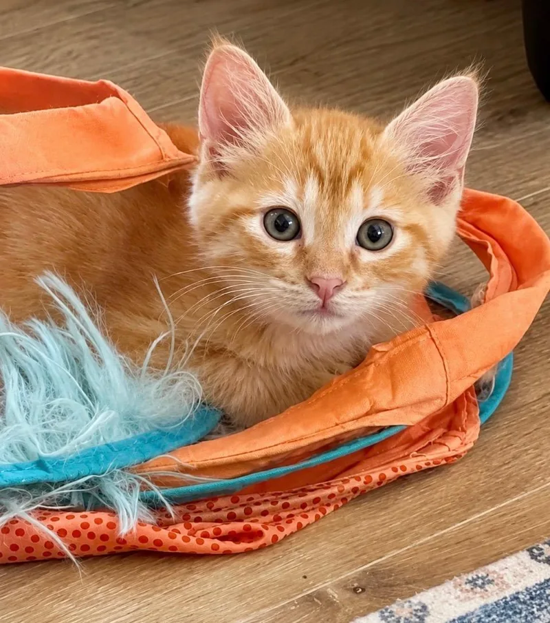 Oliver