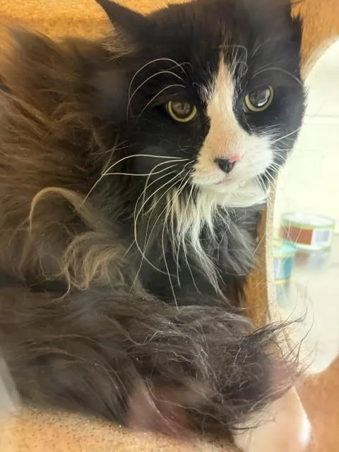 An adult medium-sized female Domestic Medium Hair cat named Princess for adoption in West Valley City, UT