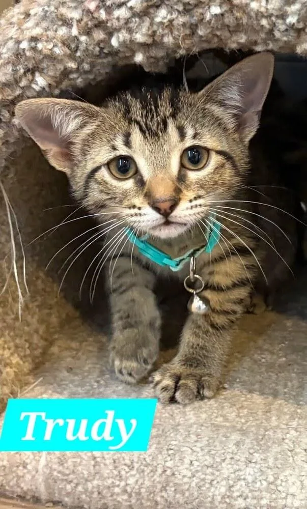 A baby small-sized female Tabby (Brown / Chocolate) Domestic Short Hair cat named Trudy for adoption in Ruskin, FL