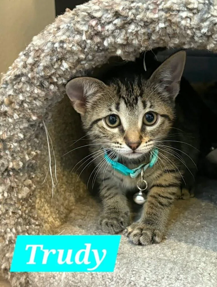 Trudy thumbnail 3