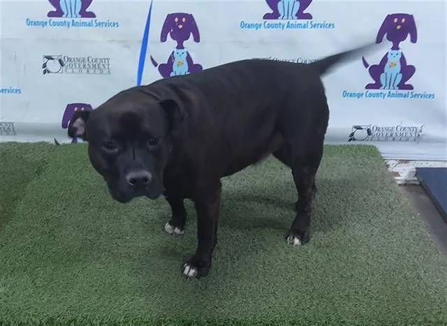 An adult large-sized male Staffordshire Bull Terrier dog named Benny for adoption in Orlando, FL
